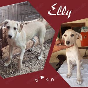 Die bezaubernde Elly sucht ihr Zuhause!
