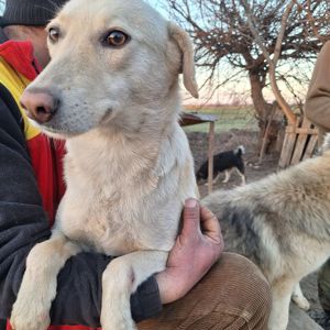 Die bezaubernde Elly sucht ihr Zuhause!