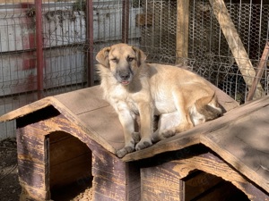 Hoppla! Hier kommt die tolle Lissi! Bild 2