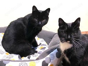 liebe Katzen Eros und Agatha suchen nach Tod der Besitzerin zusammen ein tolles Zuhause