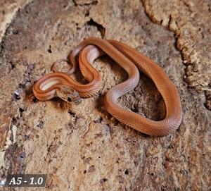 Tessera Striped, Tessera Motley 