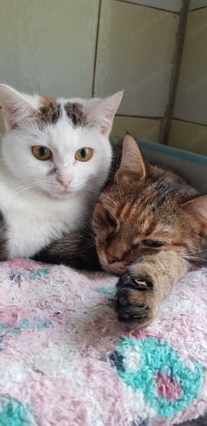 süße Katze Maja sucht ein tolles Zuhause mit Artgenossen
