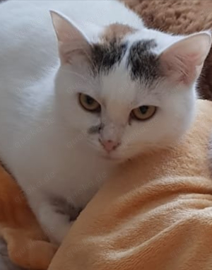süße Katze Maja sucht ein tolles Zuhause mit Artgenossen Bild 2