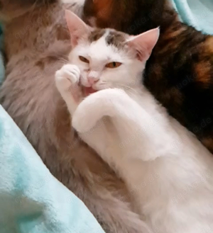 süße Katze Maja sucht ein tolles Zuhause mit Artgenossen Bild 4
