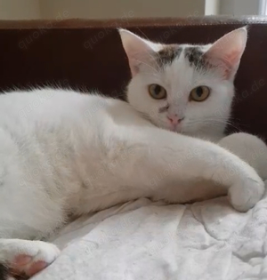 süße Katze Maja sucht ein tolles Zuhause mit Artgenossen Bild 3