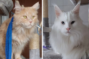 Maine Coon Pärchen Miko (taub) und Molly sucht endlich ein Für-Immer-Zuhause
