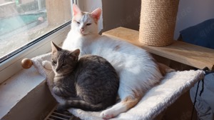 liebe Katze Adinutza sucht ein schönes Zuhause mit Artgenossen Bild 7
