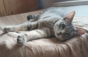 liebe Katze Adinutza sucht ein schönes Zuhause mit Artgenossen Bild 2