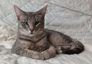 liebe Katze Adinutza sucht ein schönes Zuhause mit Artgenossen Bild 5