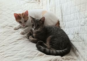 liebe Katze Adinutza sucht ein schönes Zuhause mit Artgenossen Bild 4