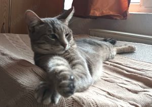 liebe Katze Adinutza sucht ein schönes Zuhause mit Artgenossen Bild 6