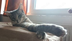 liebe Katze Adinutza sucht ein schönes Zuhause mit Artgenossen Bild 3