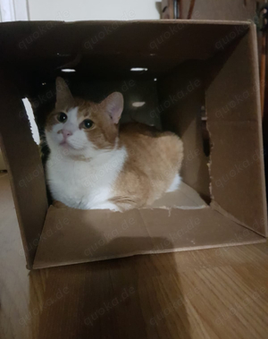 süßer Kater Rocco (FIV+) sucht ein tolles Zuhause Bild 7