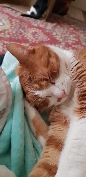 süßer Kater Rocco (FIV+) sucht ein tolles Zuhause Bild 5