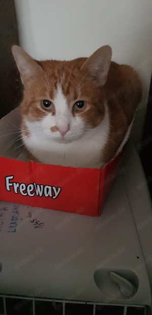 süßer Kater Rocco (FIV+) sucht ein tolles Zuhause Bild 2