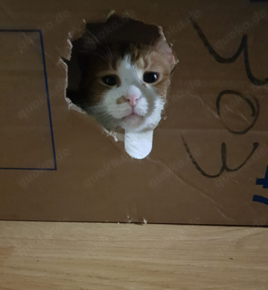 süßer Kater Rocco (FIV+) sucht ein tolles Zuhause Bild 6
