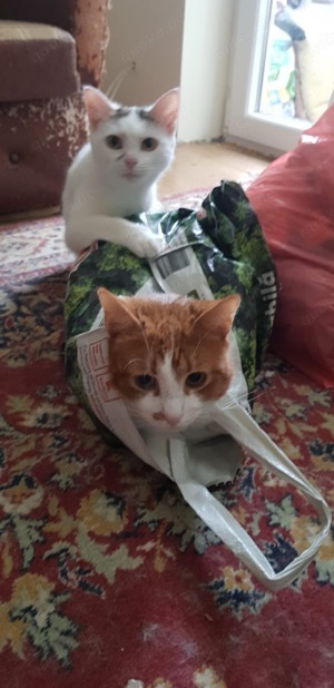 süßer Kater Rocco (FIV+) sucht ein tolles Zuhause Bild 4