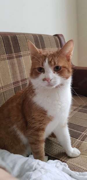 süßer Kater Rocco (FIV+) sucht ein tolles Zuhause