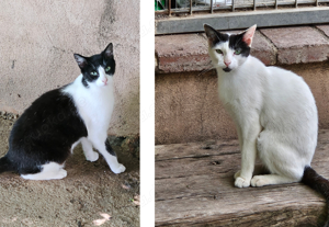 verspielte Kater Pablo und Pedro warten seit ihrer Geburt im Tierheim