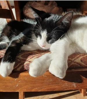 liebenswerter junger Kater Hänsel sucht ein tolles Zuhause Bild 4