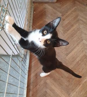 liebenswerter junger Kater Hänsel sucht ein tolles Zuhause Bild 7