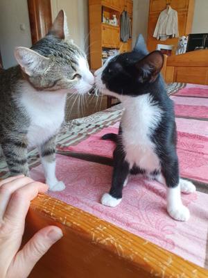 liebenswerter junger Kater Hänsel sucht ein tolles Zuhause Bild 8