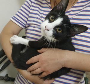 liebenswerter junger Kater Hänsel sucht ein tolles Zuhause Bild 9