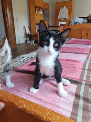 liebenswerter junger Kater Hänsel sucht ein tolles Zuhause Bild 6