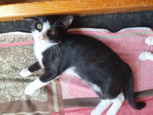 liebenswerter junger Kater Hänsel sucht ein tolles Zuhause Bild 10