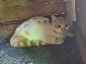 schüchterner junger Kater Dior sucht ein tolles Zuhause mit Artgenossen
