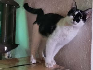 Katze Nina sucht ihre Dosenöffner