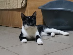 Kater Pirat sucht neuen Wirkungskreis