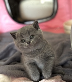 Reinrassige BKH Blue Britisch Kurzhaar Kitten mit EU-Impfpass, Mikrochip und Gesundheitszeugnis Bild 10