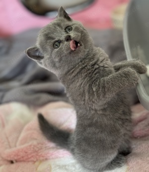 Reinrassige BKH Blue Britisch Kurzhaar Kitten mit EU-Impfpass, Mikrochip und Gesundheitszeugnis Bild 8