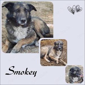 Traumrüde Smokey stellt sich vor!