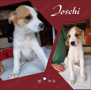 Junghund Joschi sucht sein Körbchen! Bild 2