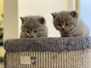 BKH Kitten in Blue Line