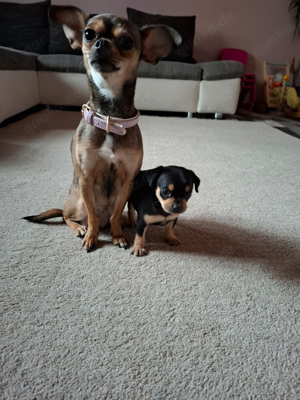 Chihuahua welpen reinrassig