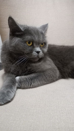 Ich möchte meine Britische Kurze Haar-Katze adoptieren!