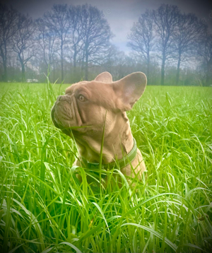 Deckrüde Französische Bulldogge Isabella Orange. Fluffy, Newshade, Tan Träger Bild 7