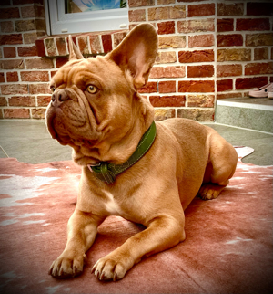 Deckrüde Französische Bulldogge Isabella Orange. Fluffy, Newshade, Tan Träger Bild 6