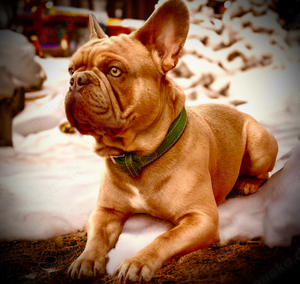 Deckrüde Französische Bulldogge Isabella Orange. Fluffy, Newshade, Tan Träger Bild 4