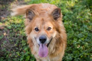 *FIETE* sucht eine hundeerfahrene Familie