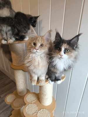 3 süße cheapest reinrassige Maine Coon Kitten mit Stammbaum