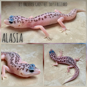 Leopardgecko Weibchen subadult adult proven