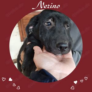 Hier kommt unser toller Nerino!