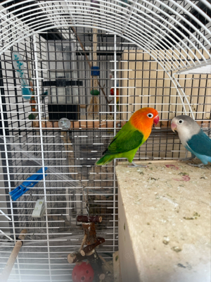 Junge Pfirsichköpfchen Bild 4