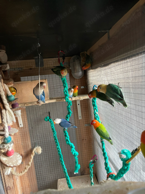 Junge Pfirsichköpfchen Bild 5