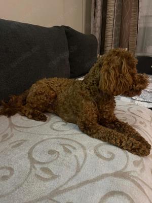 Zwergpudel (Deckrüde) Bild 7