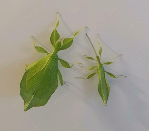Phyllium philippinicum   Phasmiden   Großes Blatt